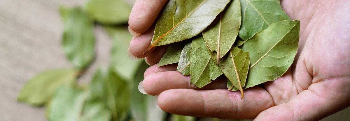 Bobkový list do mouky: starobylý trik proti molům, který funguje