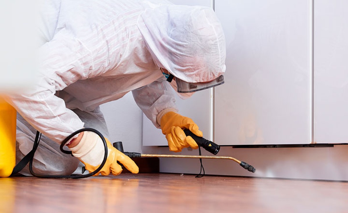 Bobkový list v mouce: trik, který funguje už sto let proti molům - image 2