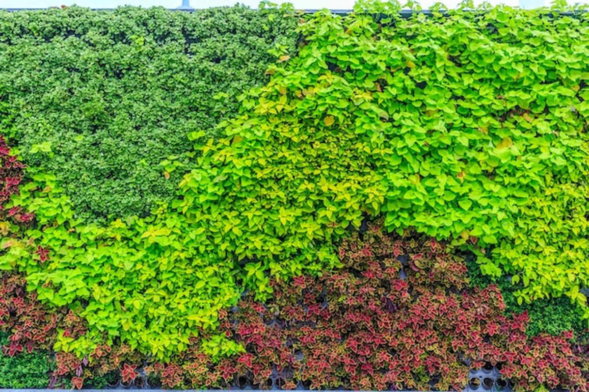 Květiny na zdi místo květináčů - trend roku 2025 v Česku - image 1