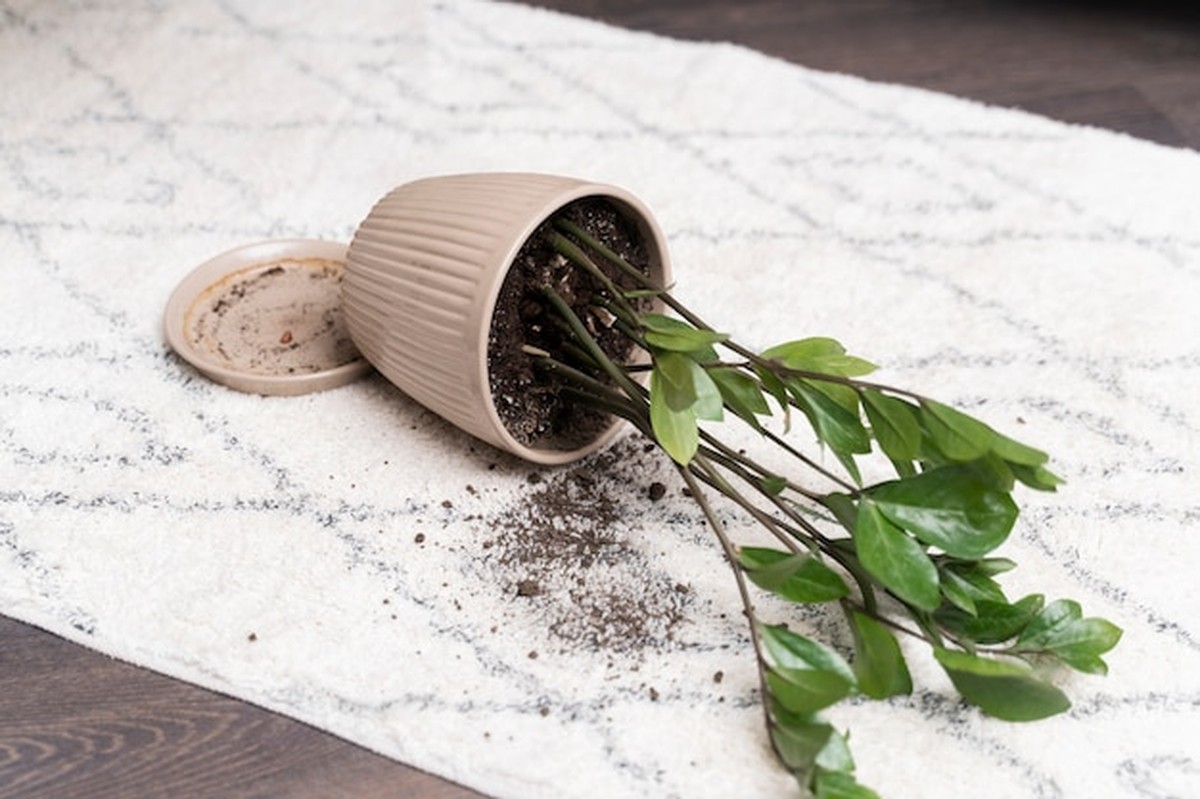 Pokojové rostliny umírají? Zjistěte, jaký je opravdový důvod