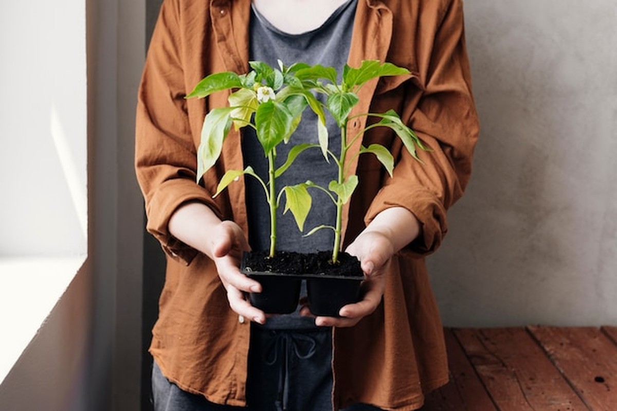 Pokojové rostliny v zimě: Trik, kterým je uchráníte před zničením - image 2