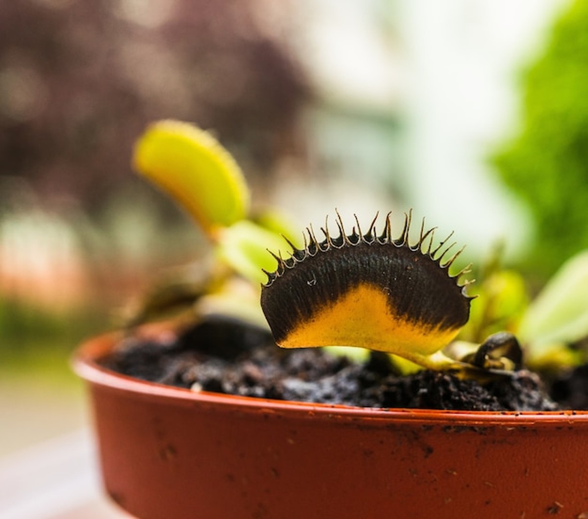 Proč vaše květiny umírají hned – překvapivý důvod kouče botaniky