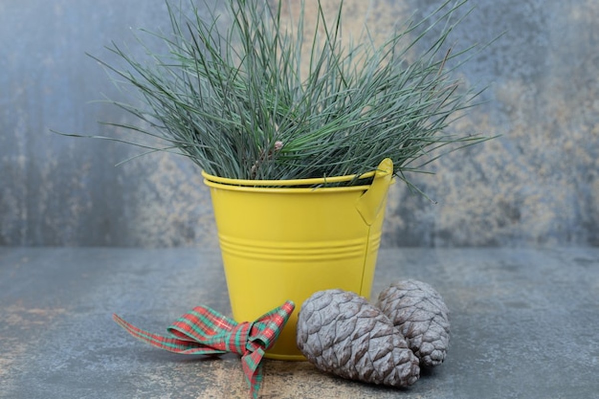 Vaše květiny v zimě umdlévají? Všichni dělají stejnou chybu